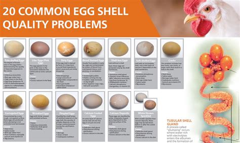 Common egg quality problems .